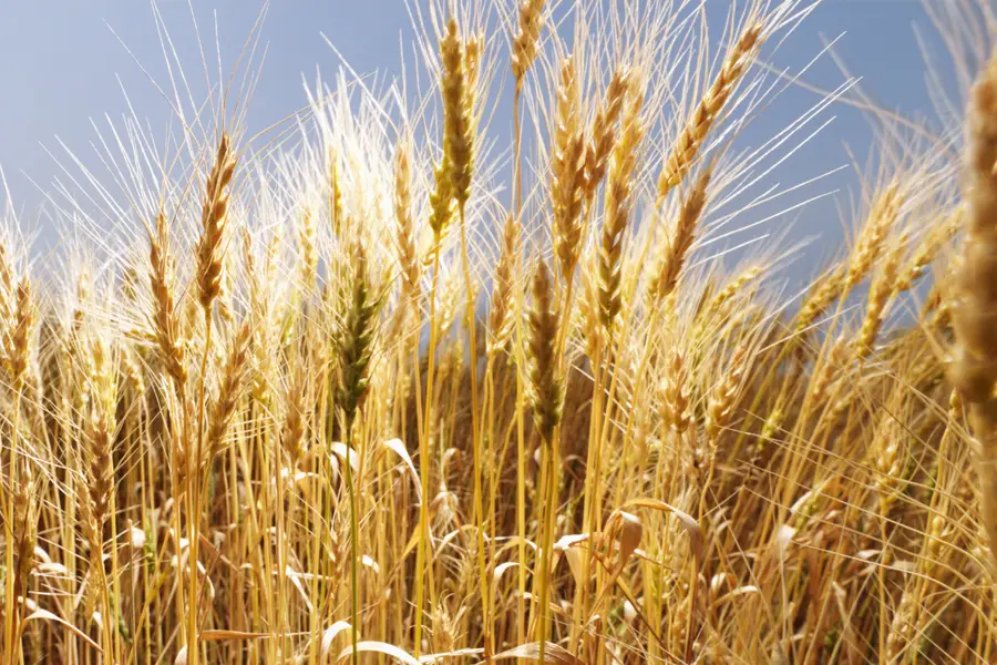 Tout savoir sur le Gluten